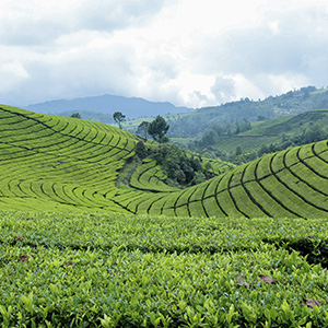Tea_Jpg