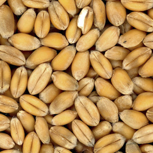 Wheat Jpg